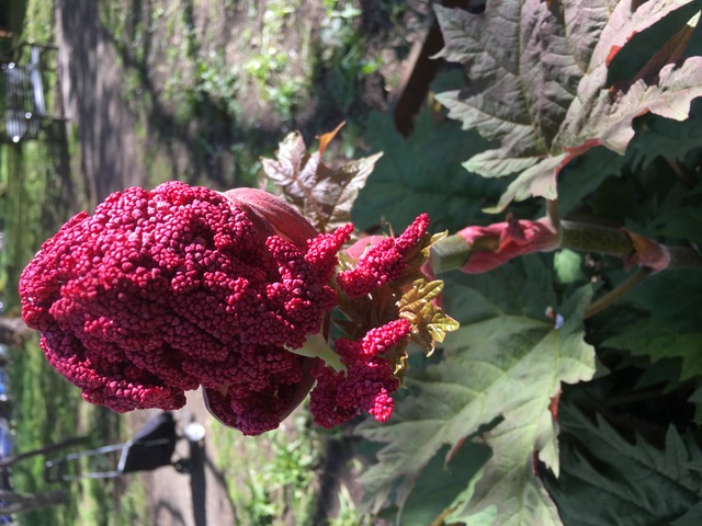 Huge rhubarb