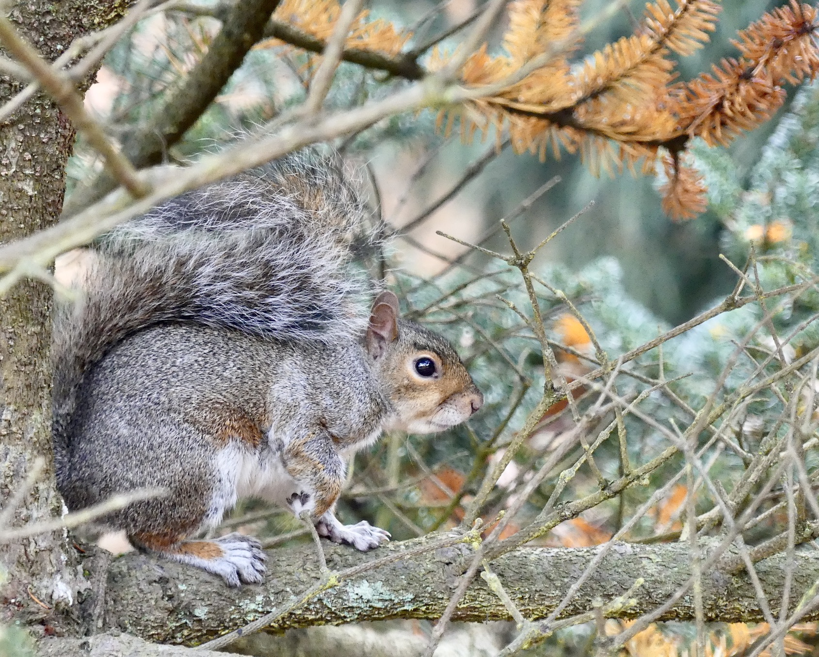 squirrel