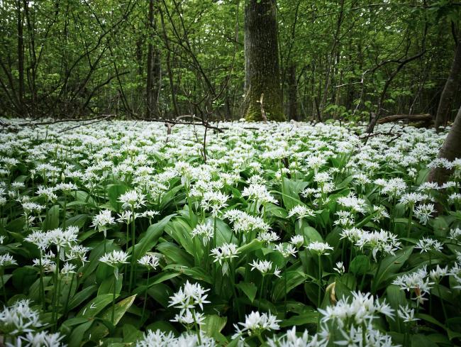 Wild garlic in shady conditions.