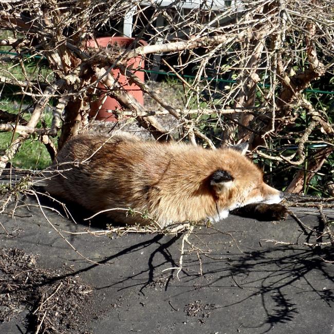 Snoozing fox.