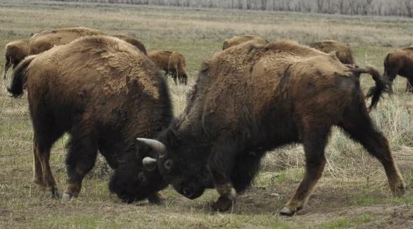 2 male bisons butting.