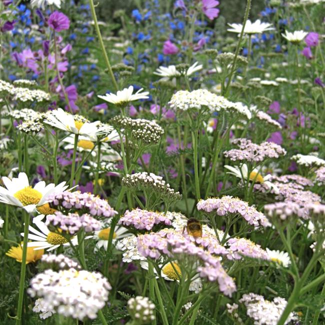 Flowers in a garden