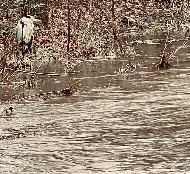 Heron beside the Water of Leith