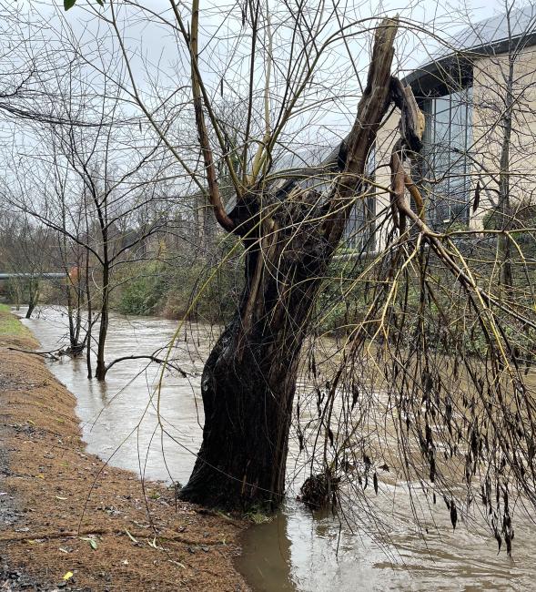 Water of Leith nearly overtopping