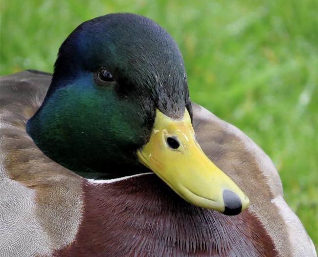 Complacent-looking mallard drake.