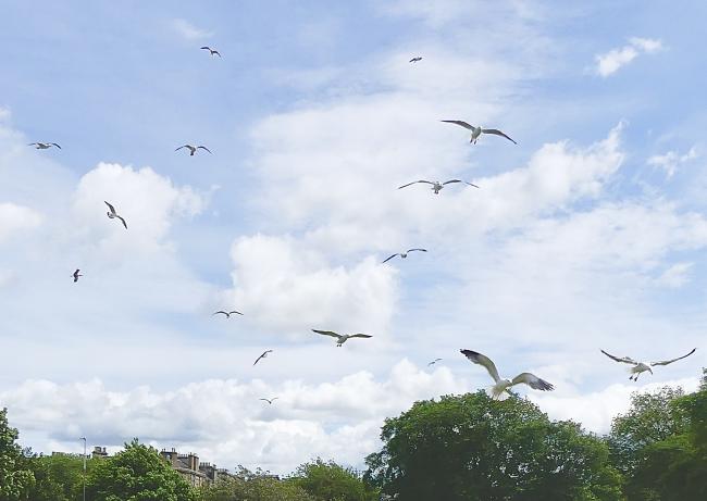 gulls