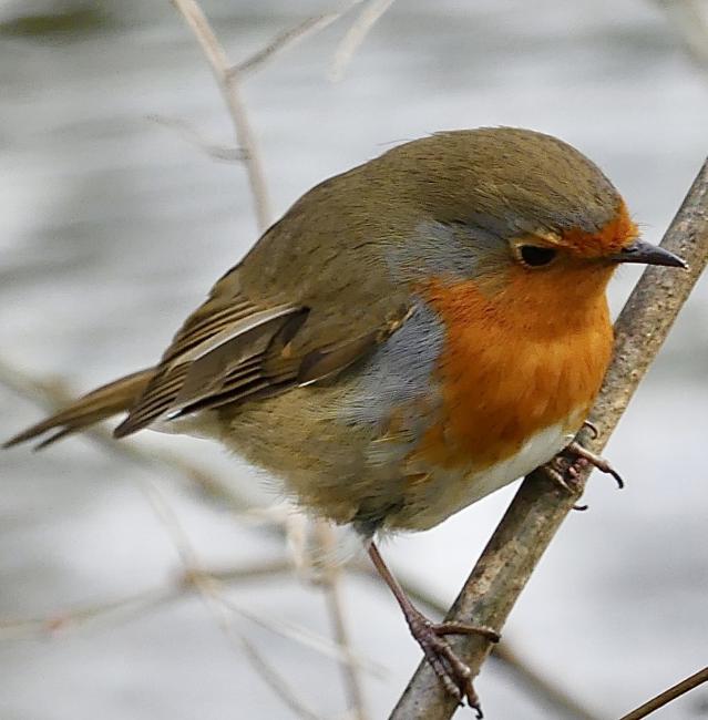 Robin