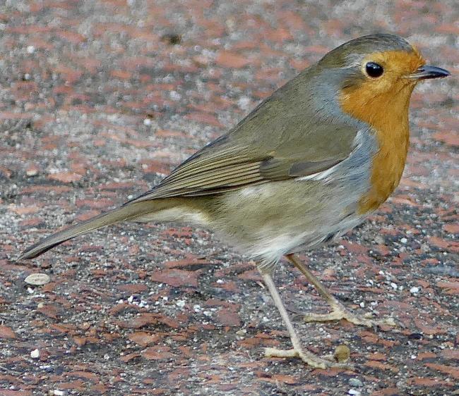 Robin